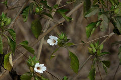 Petalidium barlerioides